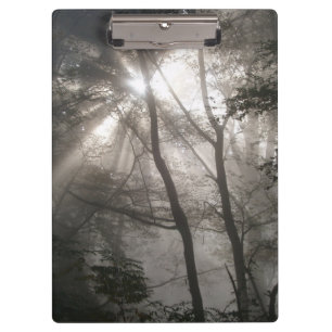 Porte-bloc Lumière Solaire À Travers Les Arbres Bois Sombre