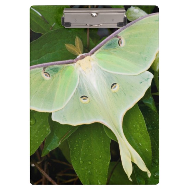 Porte-bloc Luna Moth on Carnaby Clematis (Devant)