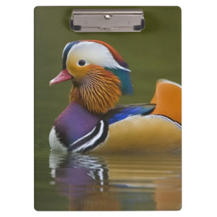 Porte-bloc Mandarin sauvage Aix galericulata) sur le noir
