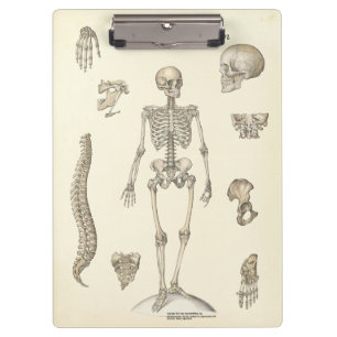 Porte-bloc Médecins Office Skeleton Anatomy Clipboard