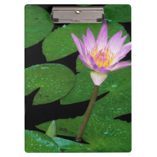 Porte-bloc Nymphéa du Cap (Nymphaea Capensis)