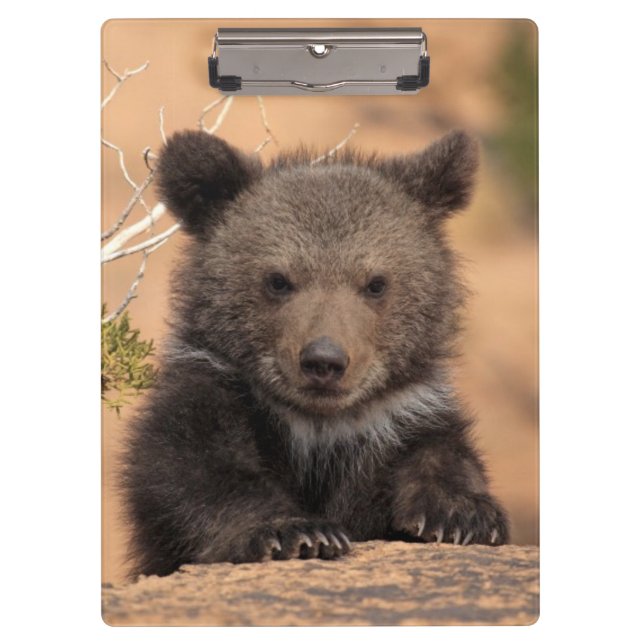 Porte-bloc Ours gris CUB (Devant)