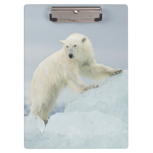 Porte-bloc Ours polaire en été (Devant)