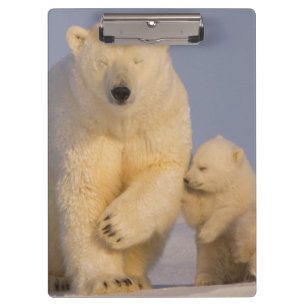 Porte-bloc ours polaire, Ursus maritimus, truie avec nouveau-