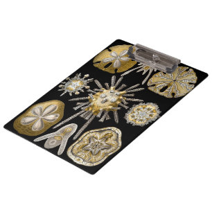 Porte-bloc Oursins Anciens Dollars de Sable par Ernst Haeckel