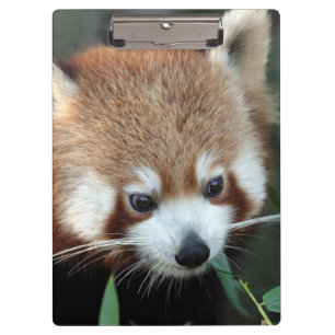 Porte-bloc Panda roux, Taronga Zoo, Sydney, Australie