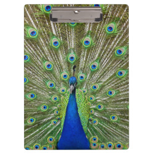 Porte-bloc Paon montrant ses plumes