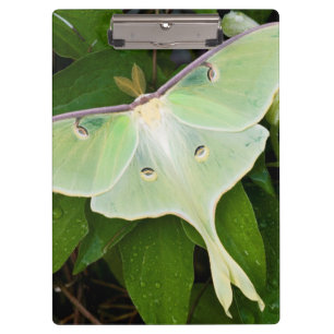 Porte-bloc Papillon luna sur clématite de Carnaby
