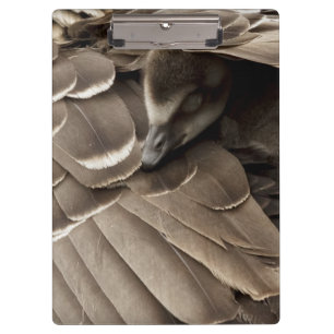 Porte-bloc Petit Gosling sous l'aile de la maman