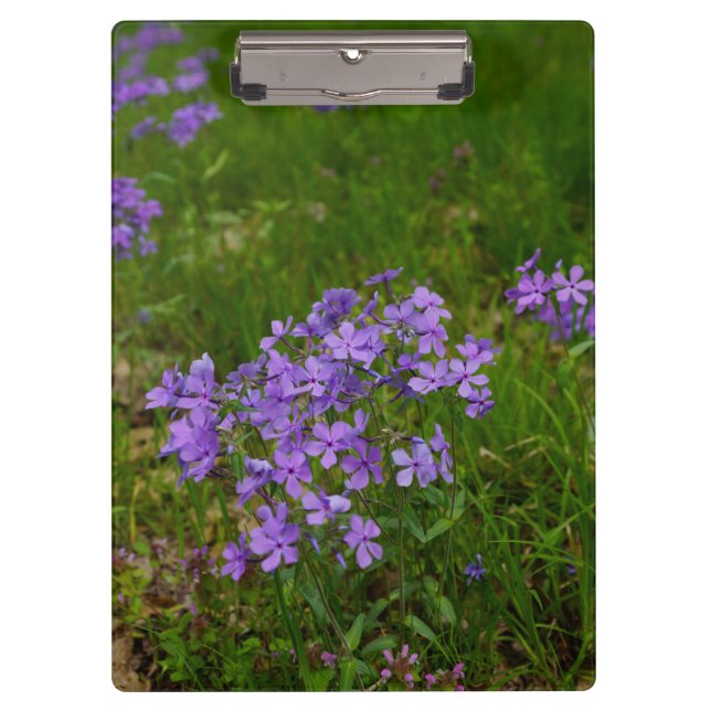 Porte-bloc Phlox bleu sauvage (Devant)