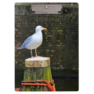 Porte-bloc Photo de mouette côtière et de faune océanique