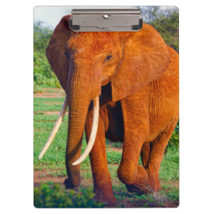 Porte-bloc Photo d'éléphant d'Afrique adulte