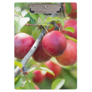 Porte-bloc Plum cerise sur branche