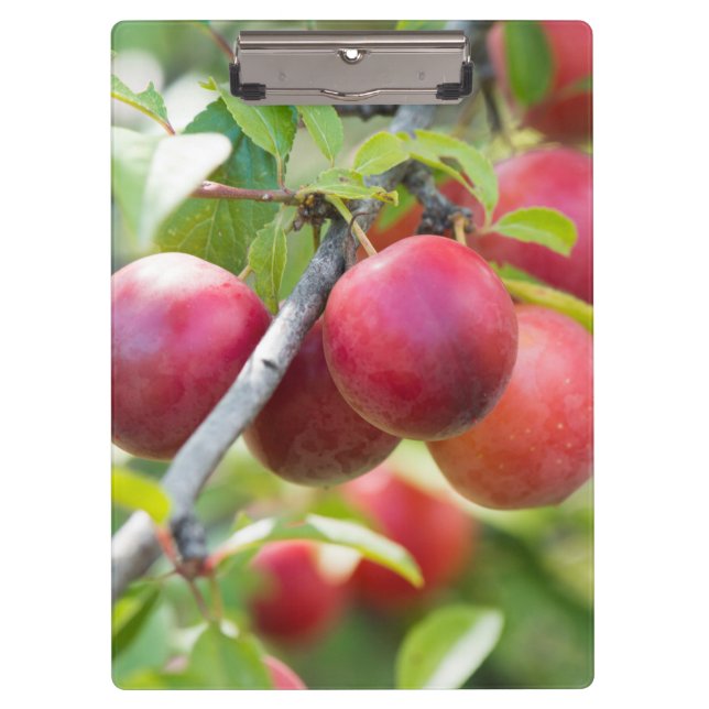 Porte-bloc Plum cerise sur branche (Devant)