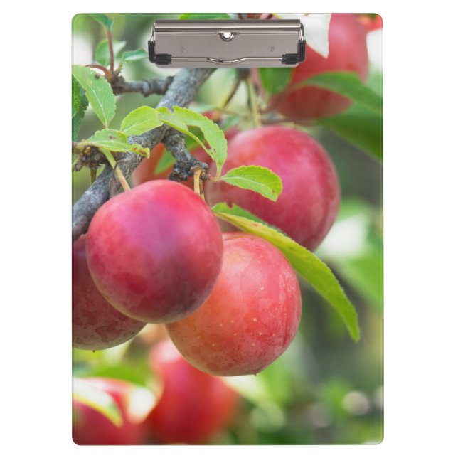 Porte-bloc Plum cerise sur branche (Devant)