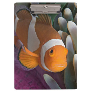 Porte-bloc Poisson clown occidental