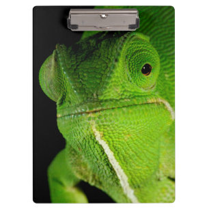 Porte-bloc Portrait de caméléon à cou plat