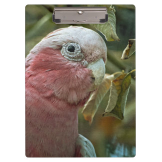 Porte-bloc Portrait de Galah Cockatoo Rose Oiseau Australien