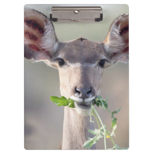 Porte-bloc Portrait de Kudu