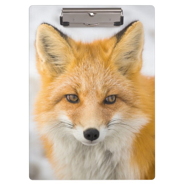 Porte-bloc Portrait de renard roux (Devant)