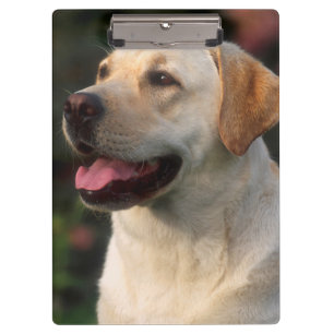Porte-bloc Portrait du Labrador Retriever, Hilton