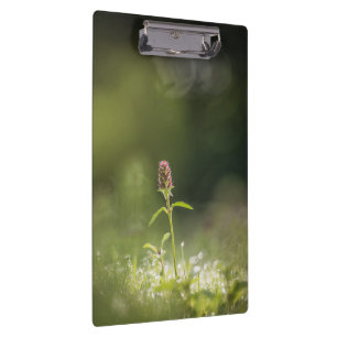 Porte-bloc Prunella Flower Nature Photo