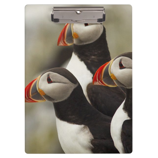 Porte-bloc Puffins de l'Atlantique sur l'île des phoques Mach (Devant)