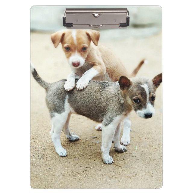 Porte-bloc Puppies mignonnes jouer sur la plage (Devant)
