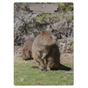 Porte-bloc Quokkas joyeux en Australie