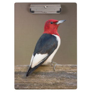 Porte-bloc Red-headed Woodpecker on fence