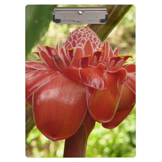 Porte-bloc Red Torch Ginger Tropical Flower Photographie (Devant)