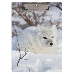 Porte-bloc Renard arctique en hiver