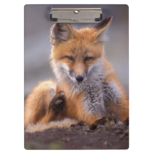 Porte-bloc renard roux, Vulpes vulpes, petit se grattant,