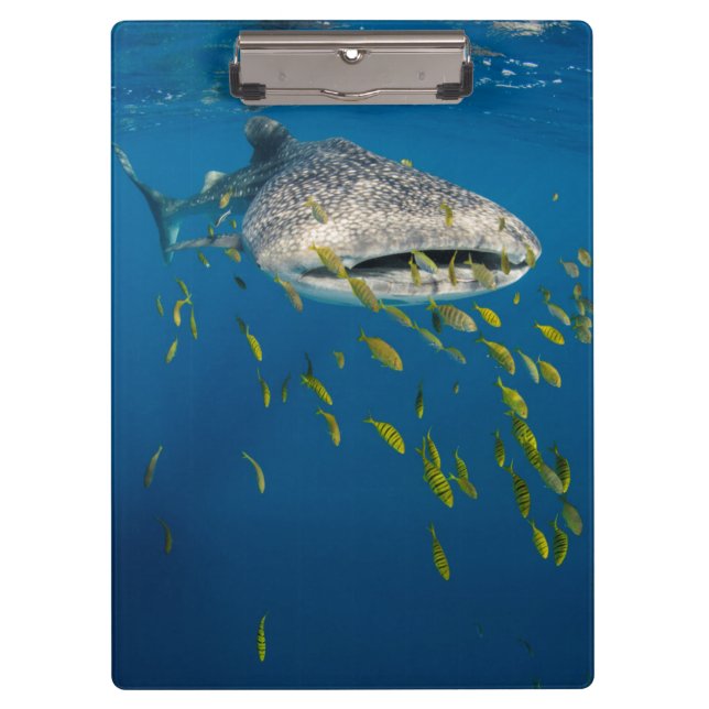 Porte-bloc Requin baleine avec des poissons, Indonésie (Devant)