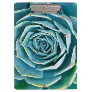 Porte-bloc Rosette d'Echeveria, Jardin Secret de Marrakech