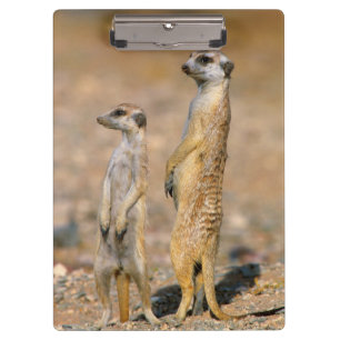 Porte-bloc Sentinelles Meerkat (Suricata Suricatta), Karas