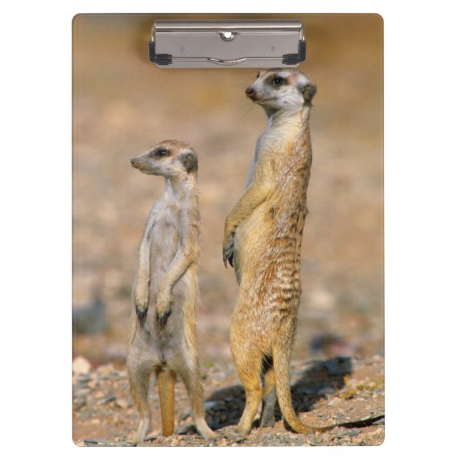 Porte-bloc Sentinelles Meerkat (Suricata Suricatta), Karas (Devant)