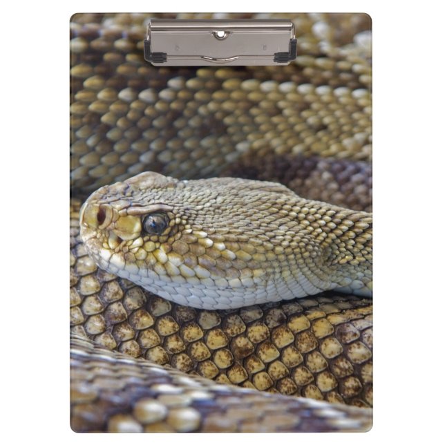 Porte-bloc Serpent de bétail venimeux près (Devant)