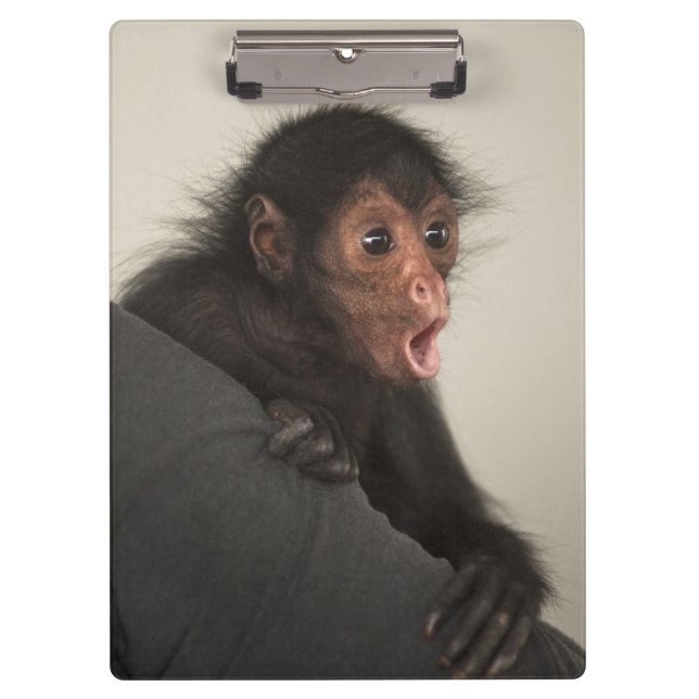 Porte-bloc Singe araignée à face rouge Ateles paniscus) (Devant)