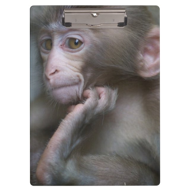 Porte-bloc Singe de bébé (Devant)