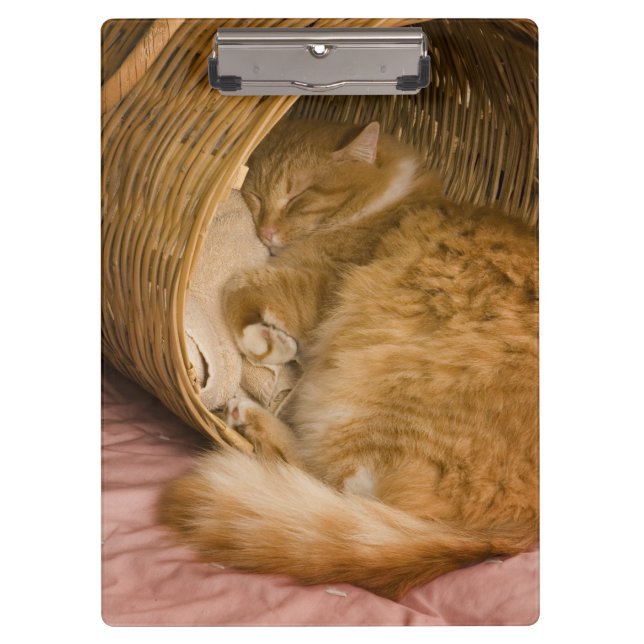 Porte-bloc Sommeil tigré orange dans le panier (Devant)