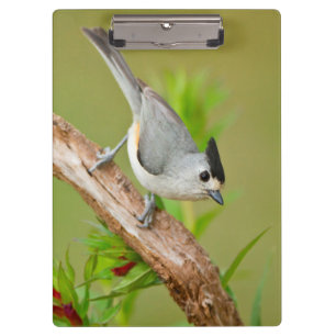 Porte-bloc Souris à crête noire