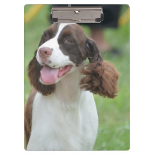 Porte-bloc Springer spaniel mignon