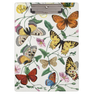 Porte-bloc Study of Diurnal butterflies by Paul Gervais