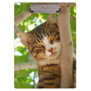 Porte-bloc Tabby Cat dans un arbre