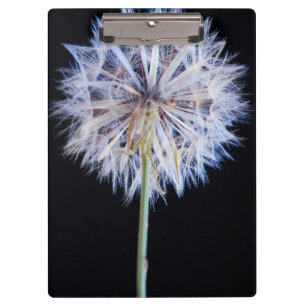 Porte-bloc Tête de graine de pissenlit (Taraxacum Officinale)
