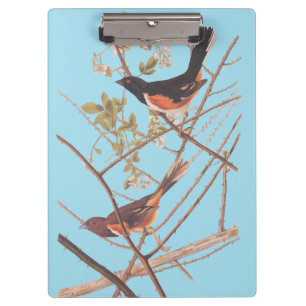 Porte-bloc Towee Bunting Audubon Black and Orange Song Birds