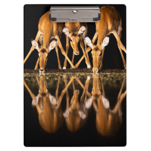 Porte-bloc Trois impalas boivent ensemble la nuit