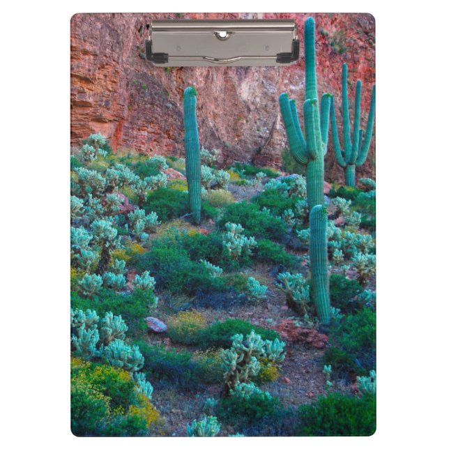 Porte-bloc USA, Arizona. Flore du désert (Devant)