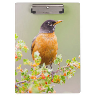Porte-bloc Wyoming, Comté De Sublette, Un Robin Américain